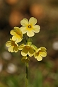 Oxlip flowers - B